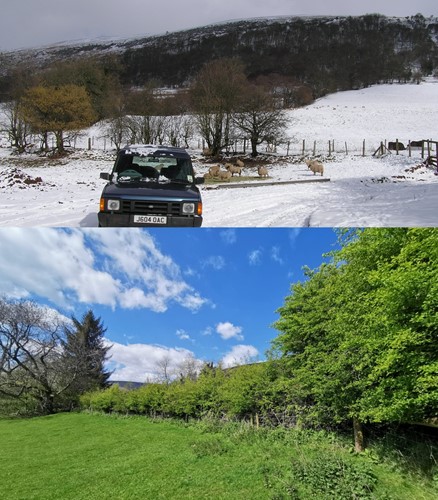 Two photos of a hedgerow 20yrs apart