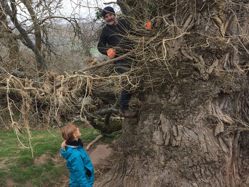 Black Poplar