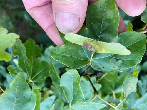 Field maple seeds